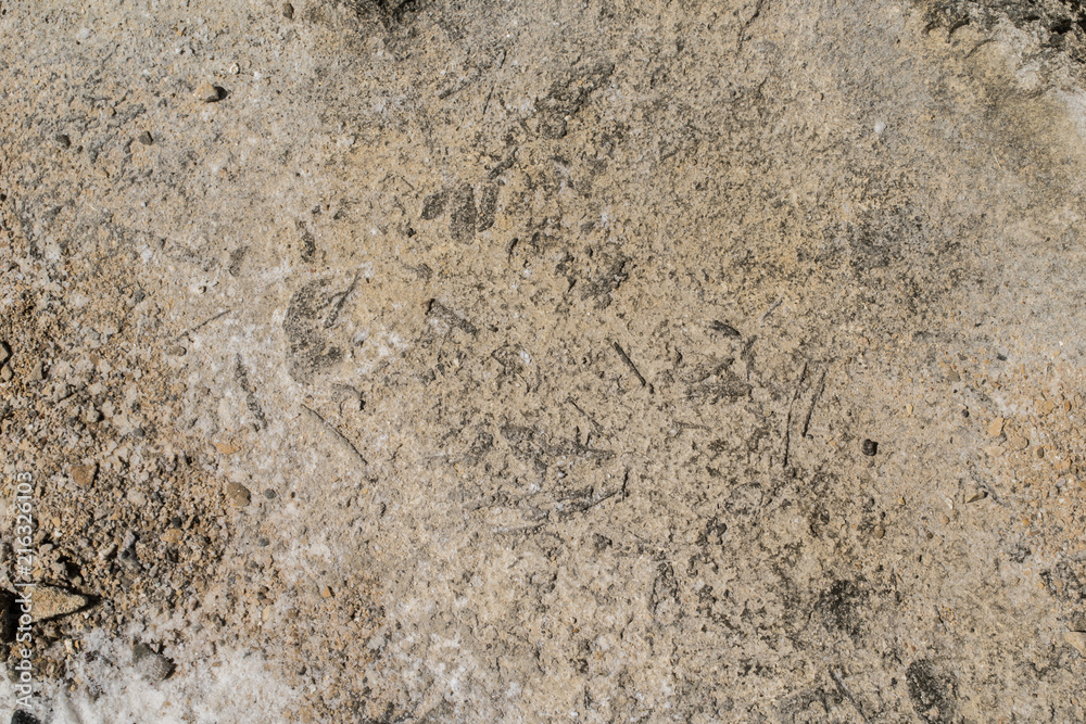 Maltese Coast Fossils Maltese Coast Fossils