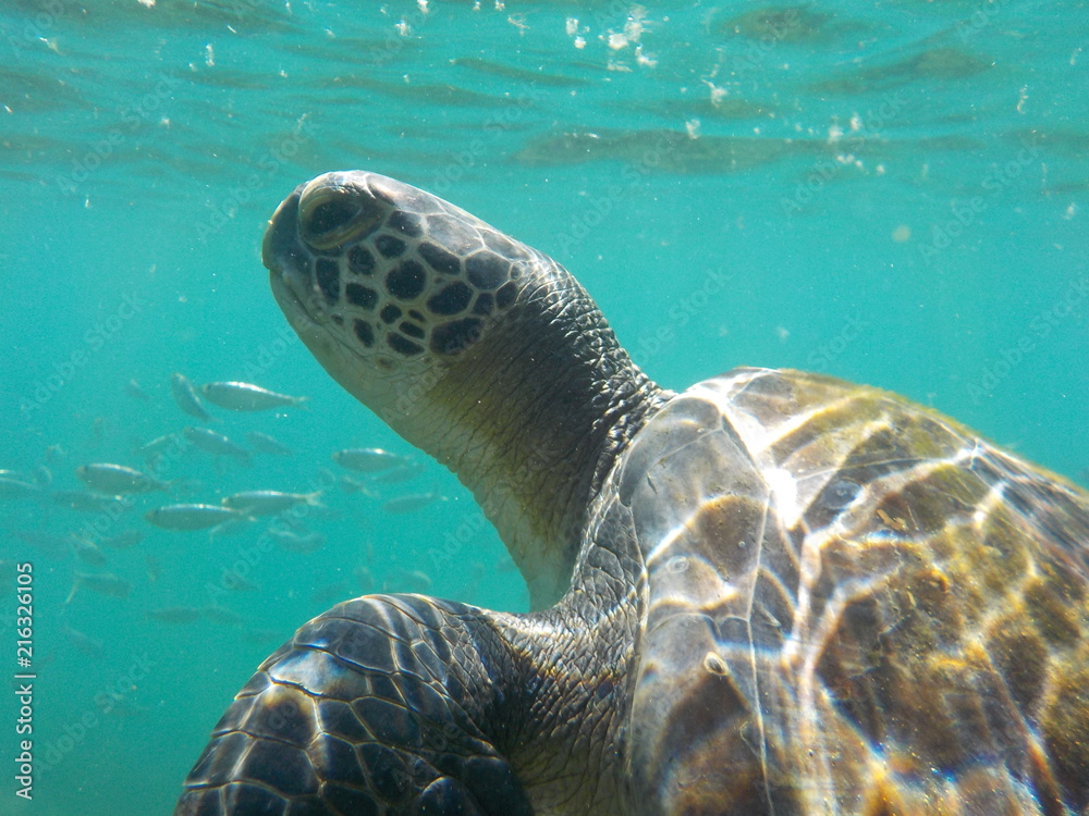 Obraz premium turtle-arraial do cabo, RJ, BR.