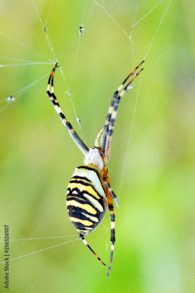 Wasp spider (Argiope bruennichi) on his web.