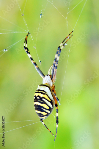 Obraz na płótnie Wasp spider (Argiope bruennichi) on his web. w salonie