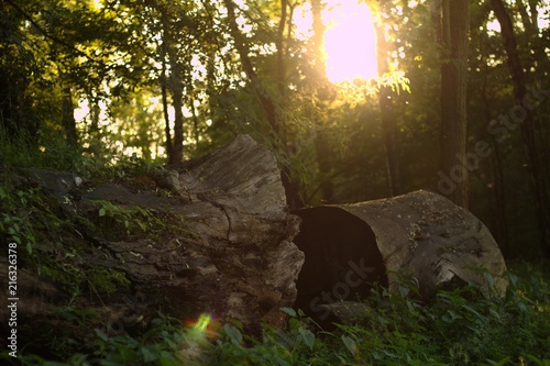 Wood