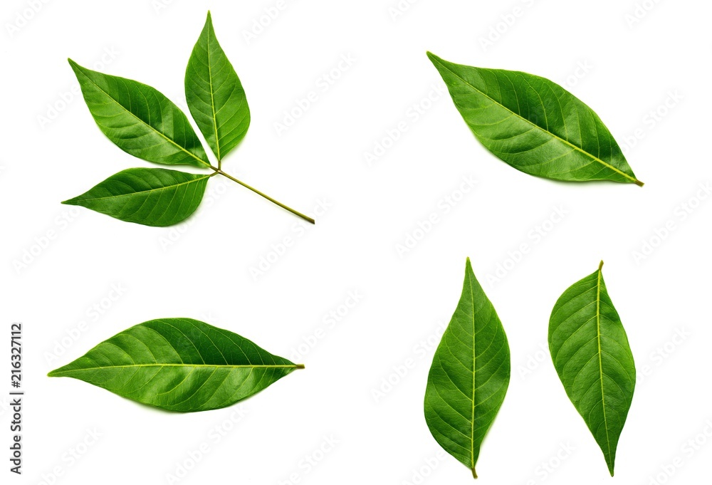 collection of green leaves isolated on white background.