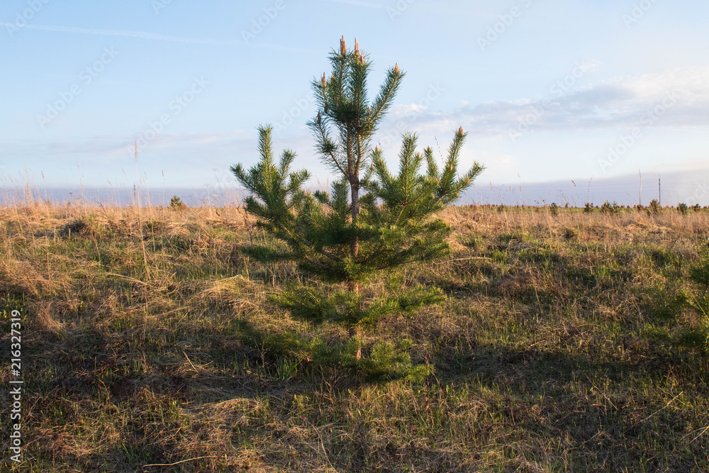 Fototapeta premium Lonely young Christmas tree