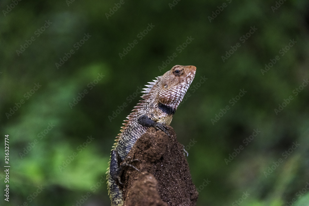 Obraz premium lizard