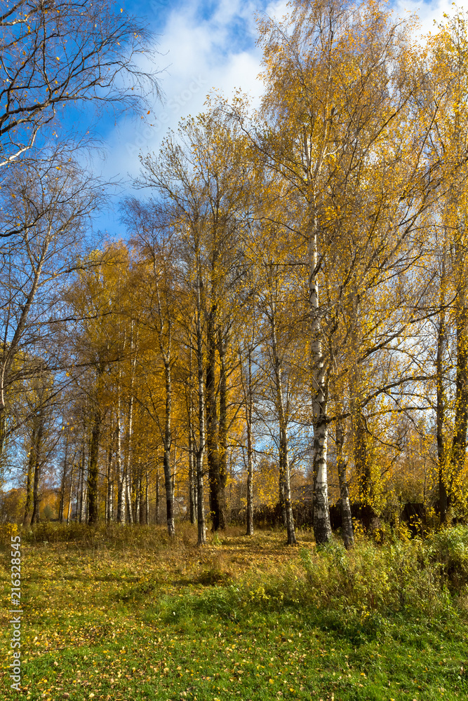Birches in the park are covered with yellow foliage, golden autumn