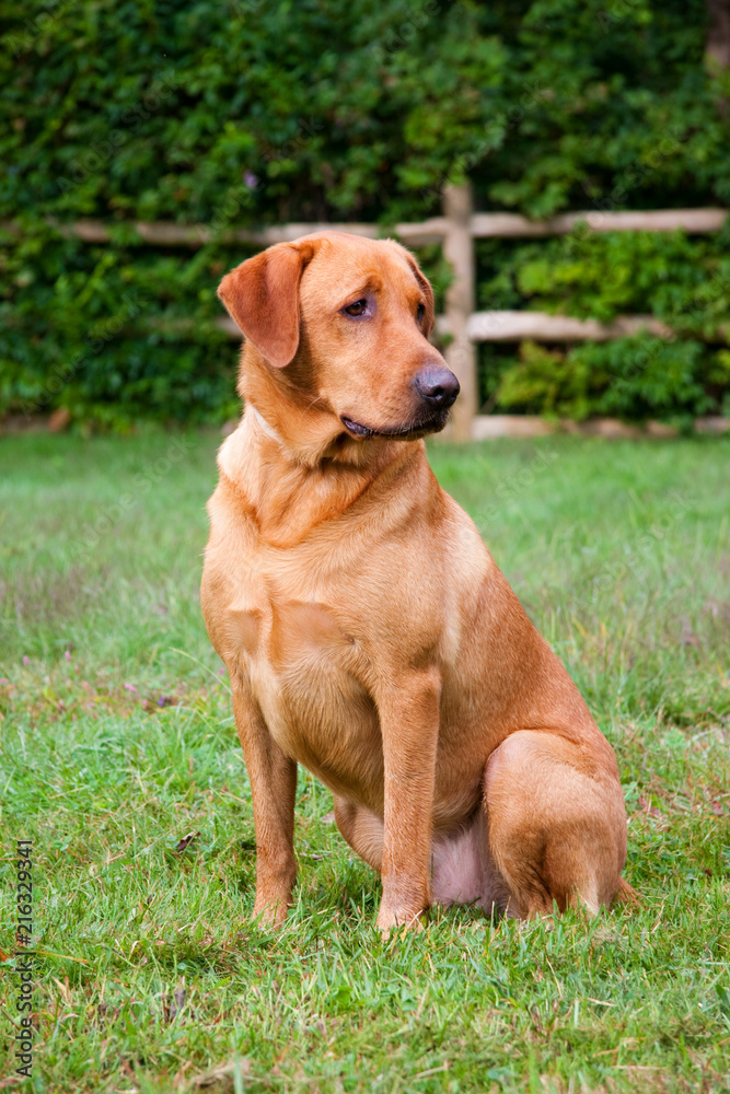 labrador retriever