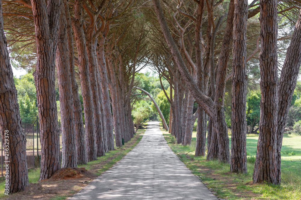 Viale alberato