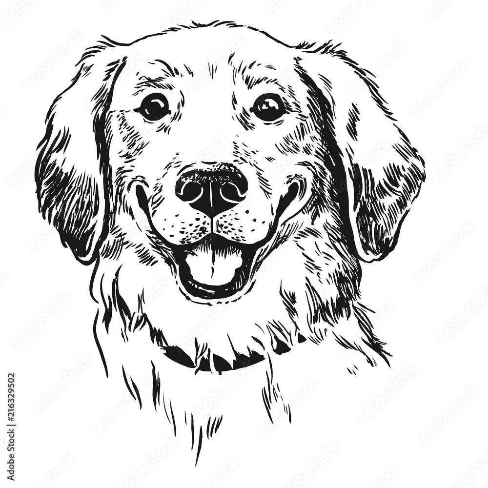 Golden retriever dog, smiling with tongue out. Pen and ink vintage ...