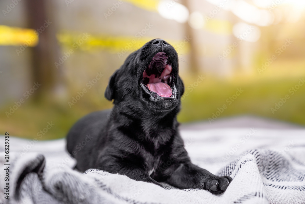 Obraz premium very young and little black labrador retriever dog puppy yawning outdoors in the sun