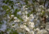 Branches of flowering plum, white spring flowers against the blue sky