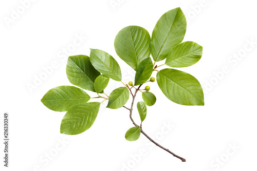 Branch with green leaves, isolated on white background