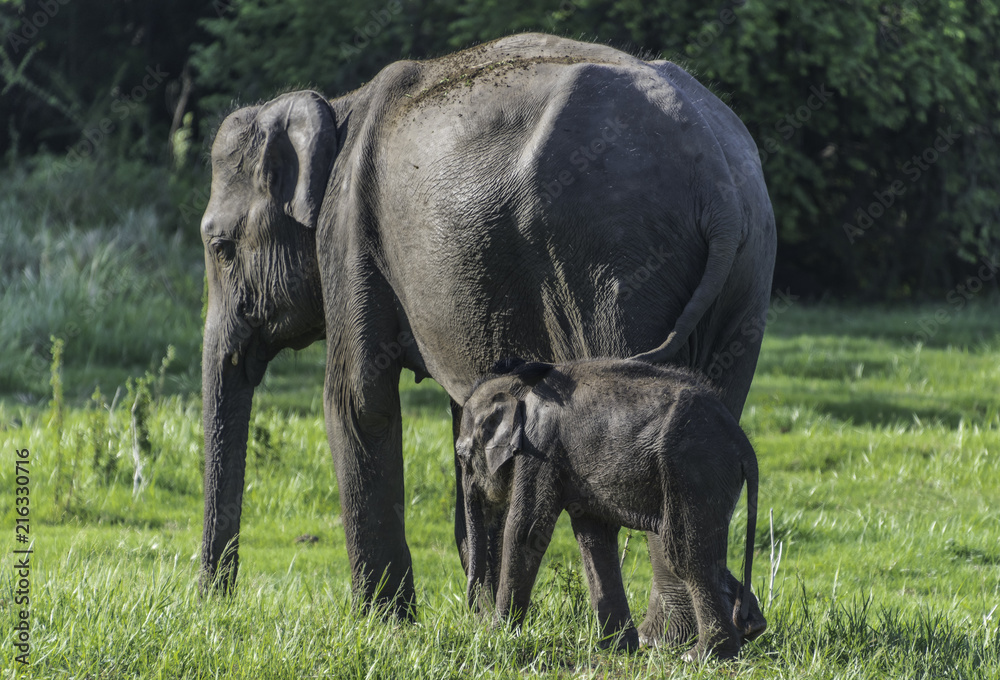 Fototapeta premium Elephant