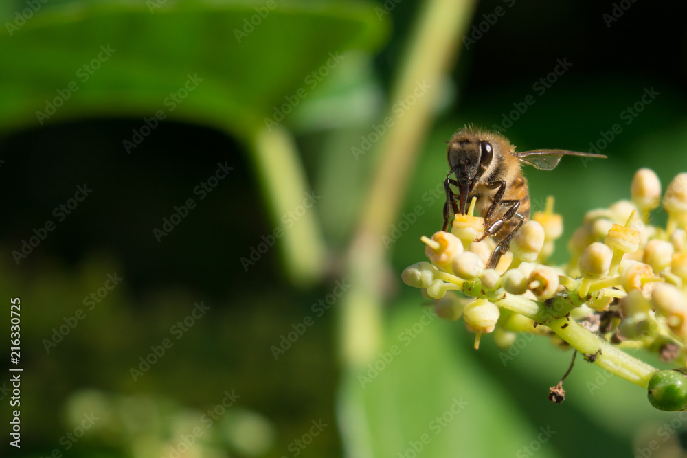 Fototapeta premium bee snack time