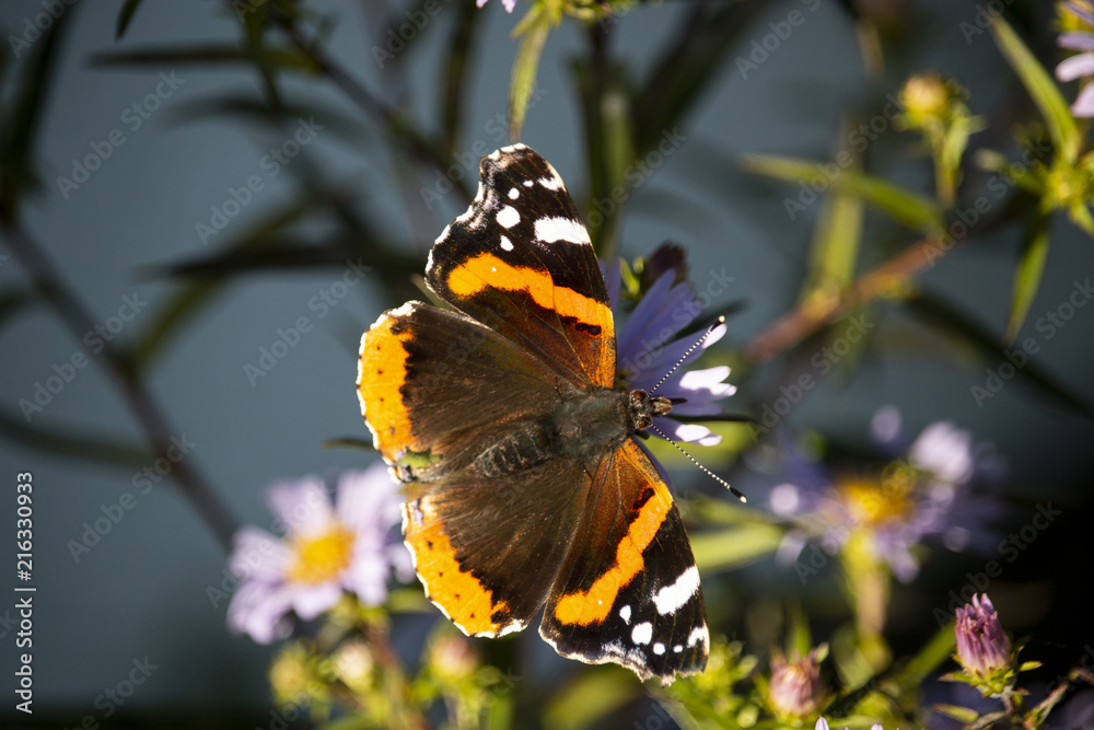 Red admiral butterfly