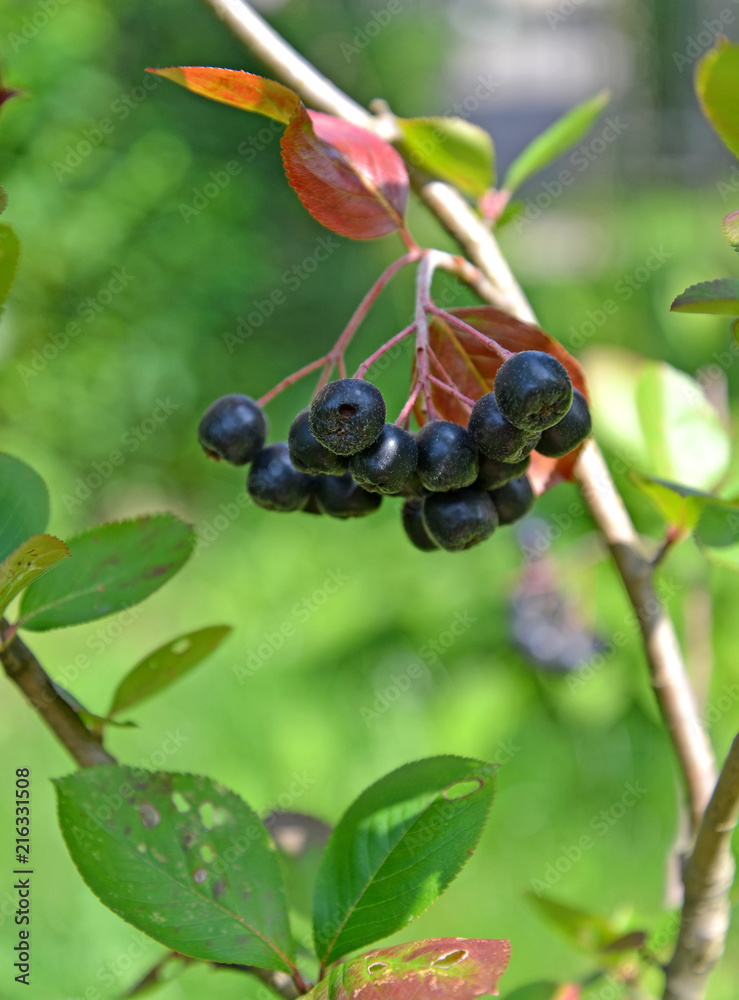 Berries of an aroniya (mountain ash) black-fruited (Aronia melanocarpa (Michx.) Elliott) Berries of an aroniya (mountain ash) black-fruited (Aronia melanocarpa (Michx.) Elliott)