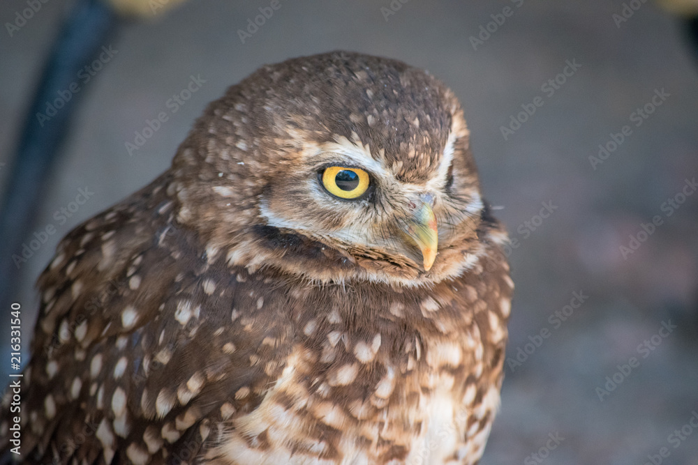 Burrowing Owl (Athene cunicularia) is a small, long legged owl found throughout North and South America. .