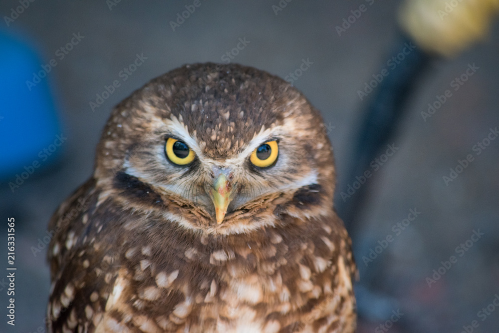 Fototapeta premium Burrowing Owl (Athene cunicularia) is a small, long legged owl found throughout North and South America. .