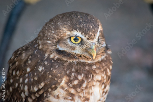 Burrowing Owl  Athene cunicularia  is a small  long legged owl found throughout North and South America. .