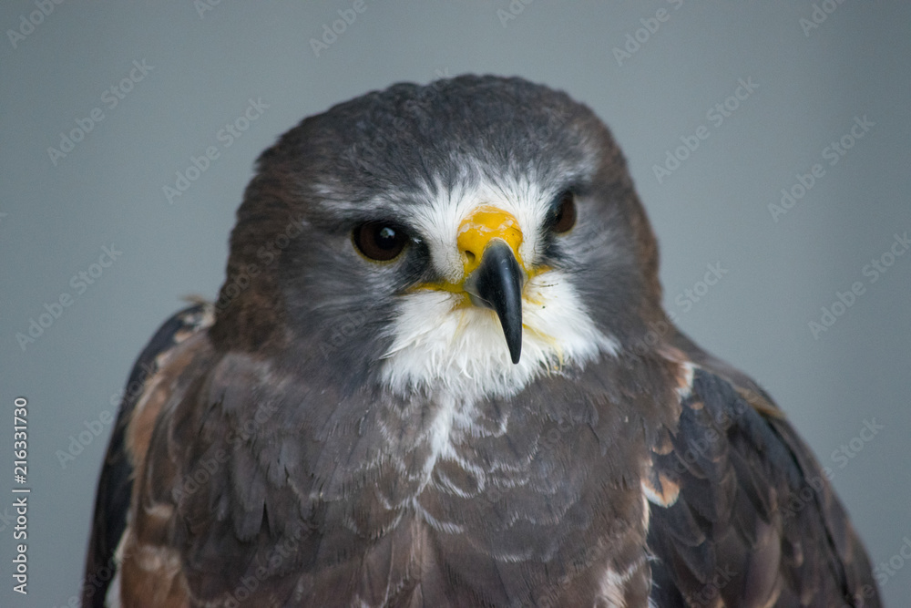 Close up head shot of Swainson's Hawk (buteo swainsoni) is a large Buteo hawk of the Falconiformes found in the America. Close up head shot of Swainson's Hawk (buteo swainsoni) is a large Buteo hawk of the Falconiformes found in the America.