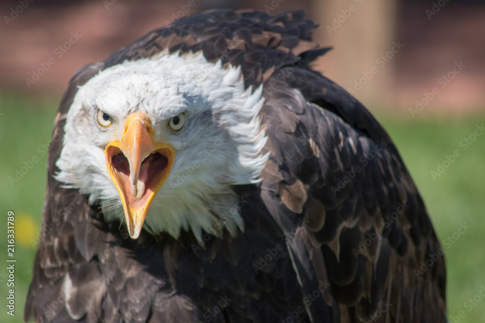 Obraz premium Bald Eagle (haliaeetus leucocephalus) is a bird of prey found in North America. 