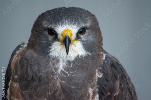 Close up head shot of Swainson s Hawk  buteo swainsoni  is a large Buteo hawk of the Falconiformes found in the America. 