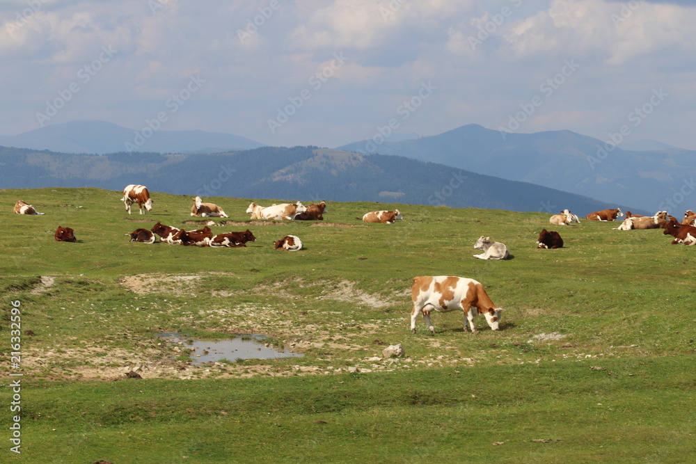 Alpine cows