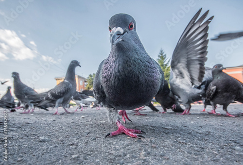 City pigeons on the street close up