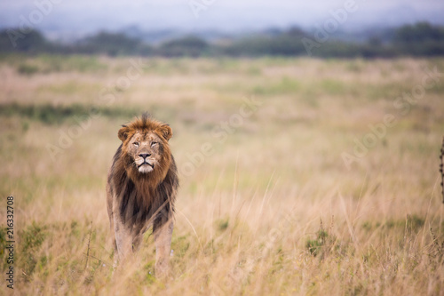 Male Lion Stalking prey