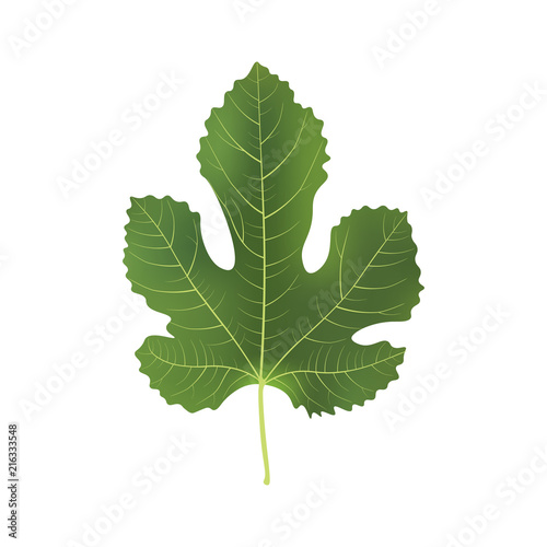 Realistic 3d Fig Leaf. Detailed 3d Illustration Isolated On White. Design Element For Web Or Print Packaging. Vector