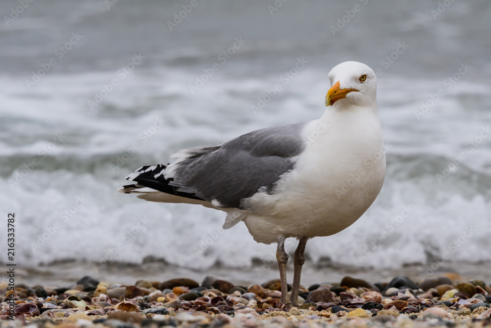 Herring Gull out at Great Point, Nantucket Island