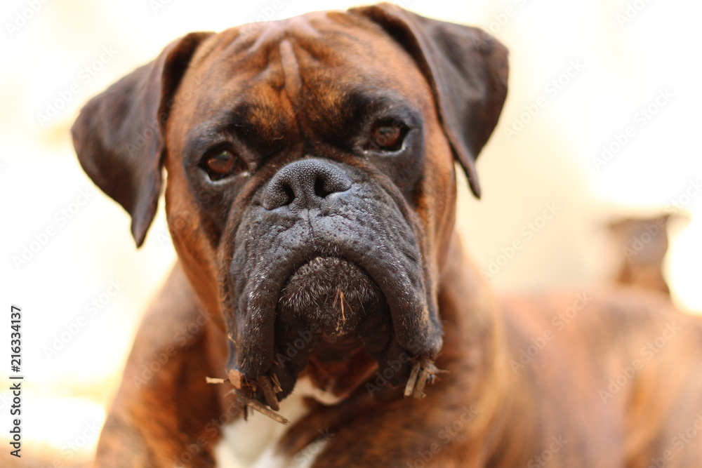 Goofy Funny Boxer Dog Portrait Face 