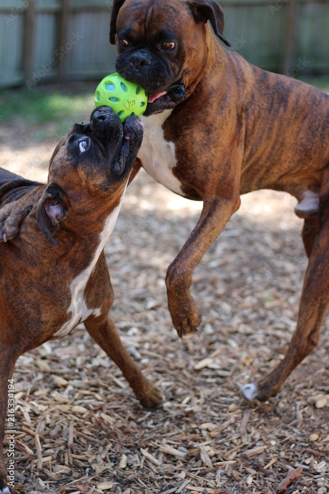 Two Brindle Boxer Dogs Playing With a Ball