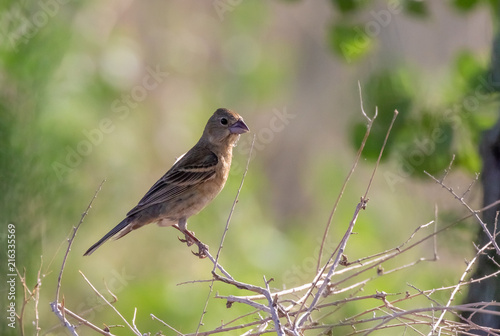 Blue grosbeak female in cottonwood forest along Rio Grande river in northcentral New Mexico photo