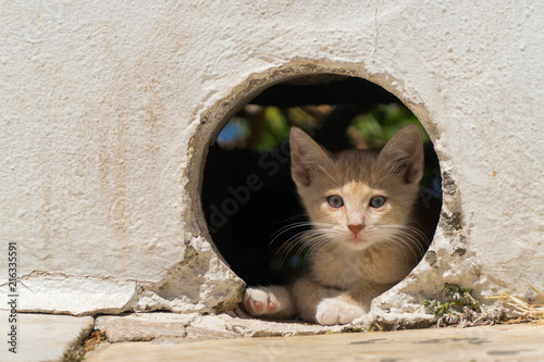 Stray Kitten in Greece