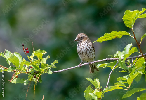 Cassin's finch female perched on small branch near capulin spring, sandia mountains, new mexico