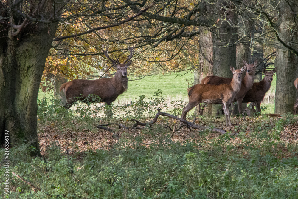 Deer in woods Deer in woods