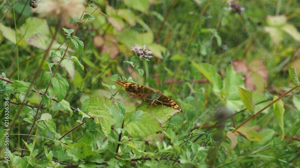 Silver Washed Fritillary (Argynnis paphia) resting on a leaf