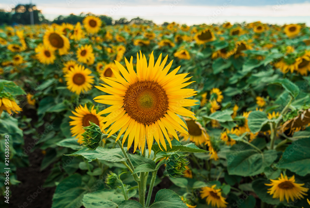 Fototapeta premium Sunflower Field at Sunset
