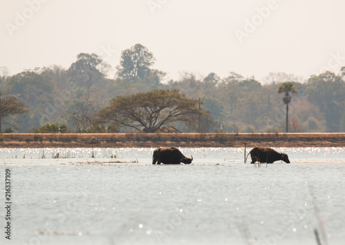 Buffalo (bubalus bubalis) in Bungva lake, Savannakhet, Lao photo