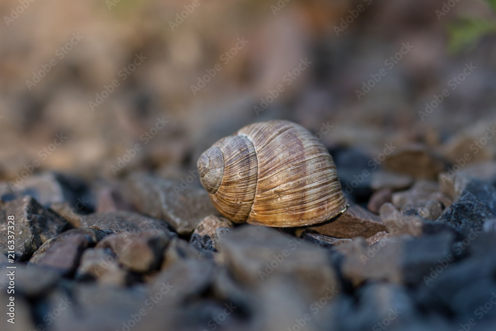 Snail shell on stony ground. Colorful shells of molluscs. Snail shell on stony ground. Colorful shells of molluscs.