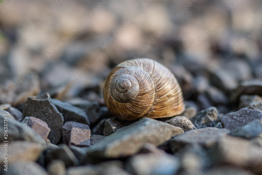 Snail shell on stony ground. Colorful shells of molluscs. Snail shell on stony ground. Colorful shells of molluscs.
