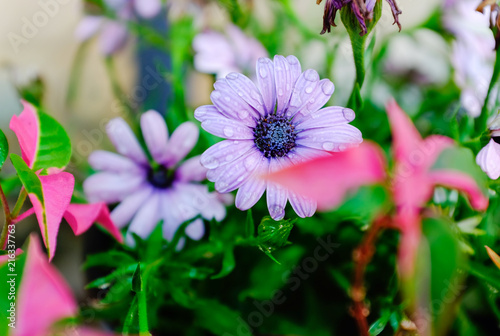 Bright pink blossom of Osteospermum  close up image of beautiful pink African daisy flower in garden with blurred background. Cape daisy flower. Dew on a flower