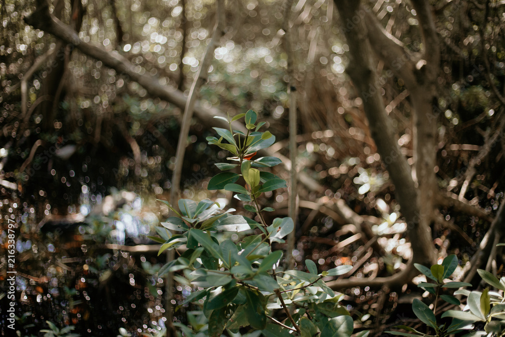 Beautifully Peaceful Green Everglades Swamp Canopy with Water and Trees Everywhere Beautifully Peaceful Green Everglades Swamp Canopy with Water and Trees Everywhere