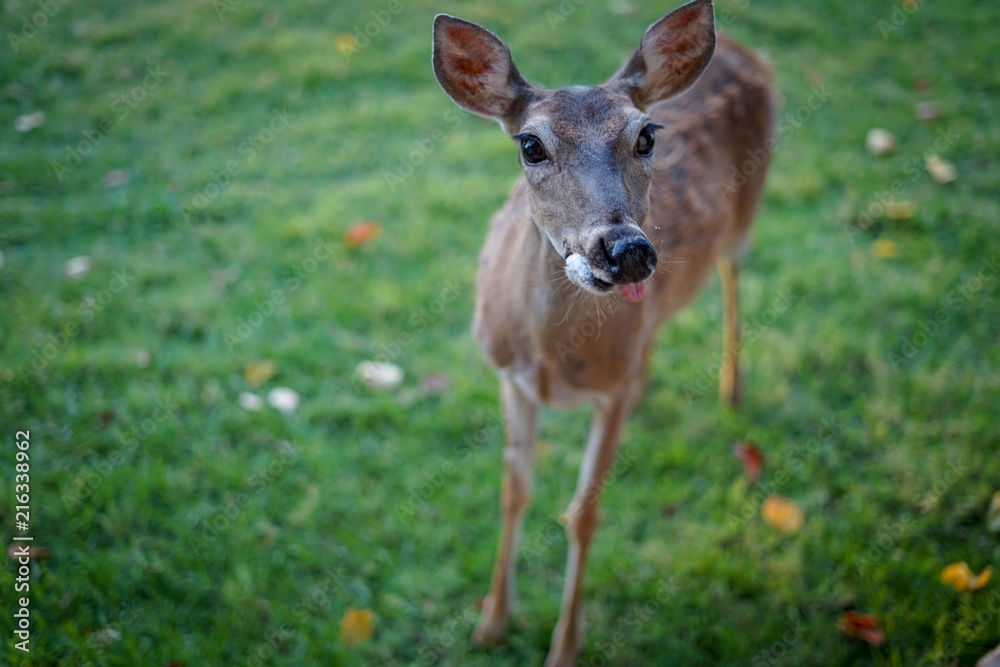 Young female deer sticking her tongue out Young female deer sticking her tongue out