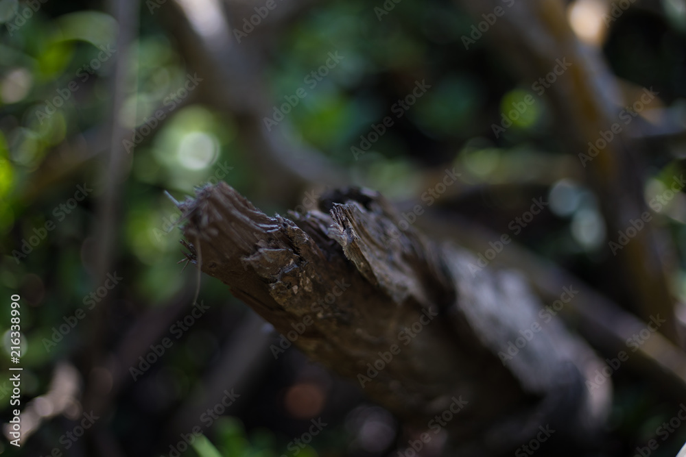 Beautifully Peaceful Green Everglades Swamp Canopy with Water and Trees Everywhere