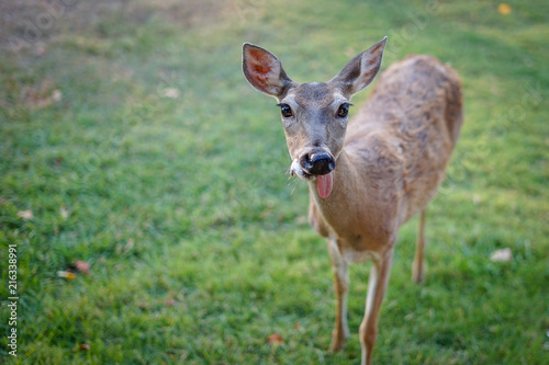 Young female deer sticking her tongue out