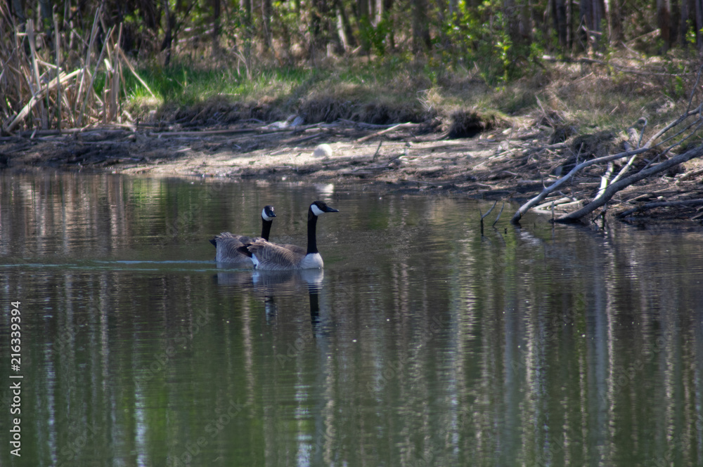 Candian Geese Water