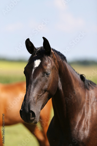 Head of a young thoroughbred horse on the summer meadow. Portrait head shot closeup of purebred horsey © acceptfoto