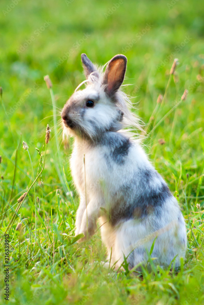 a miniature rabbit standing on hind legs in the grass