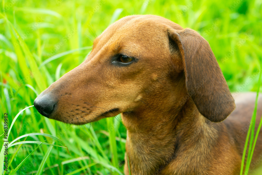 Young Dachshund in green grass on a Sunny day. Young Dachshund in green grass on a Sunny day.